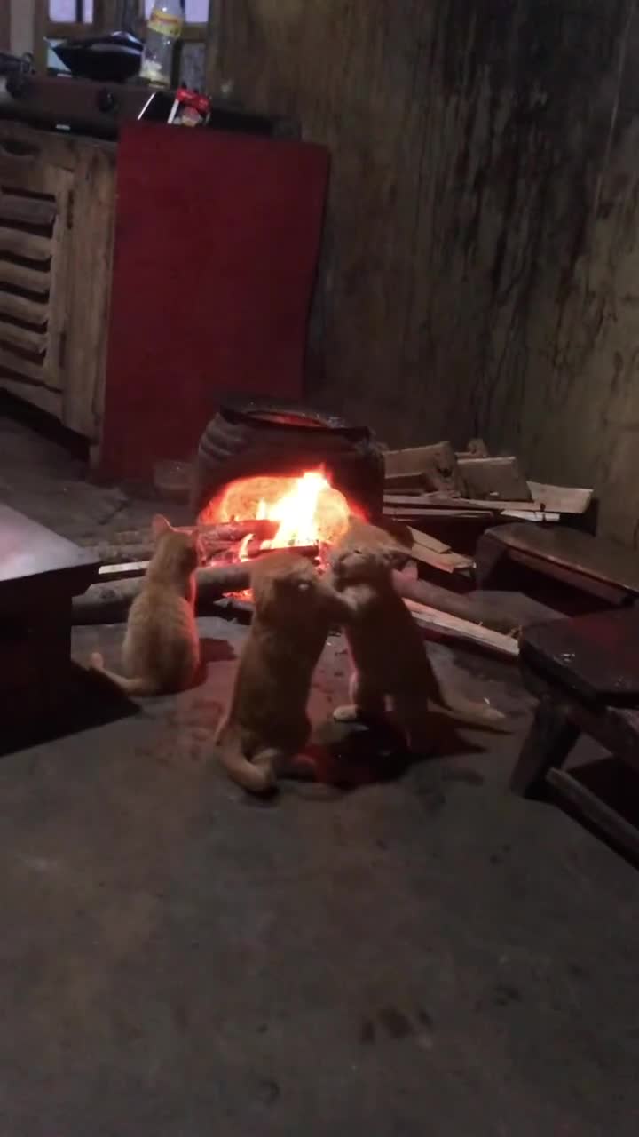 котики