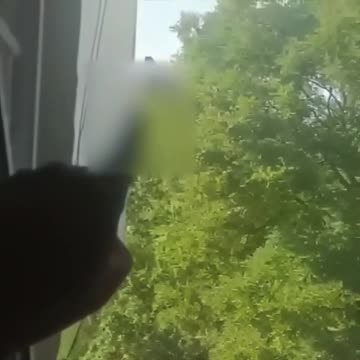 голубиная Санта Барбара 