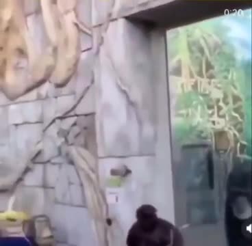 обезьяна перед обезьяной