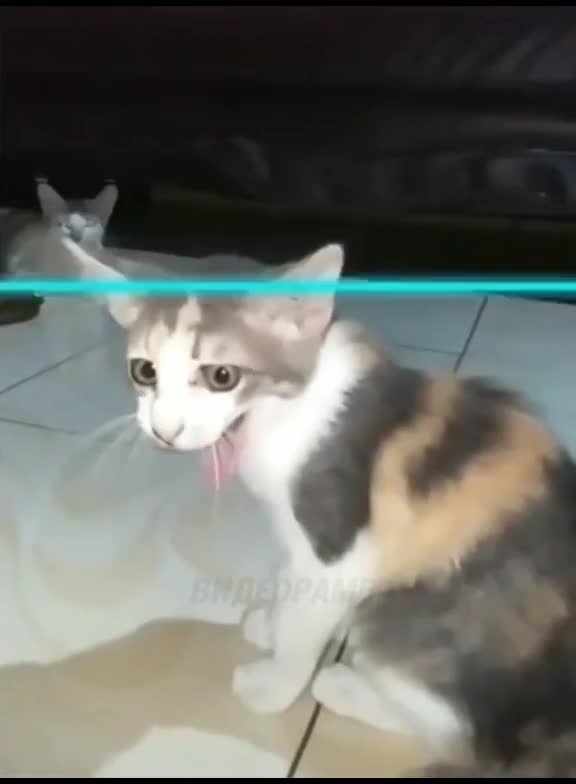 жмыхнутые котики
