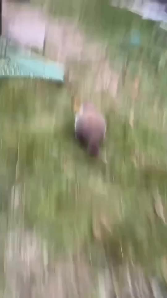 бобер ты курваааа