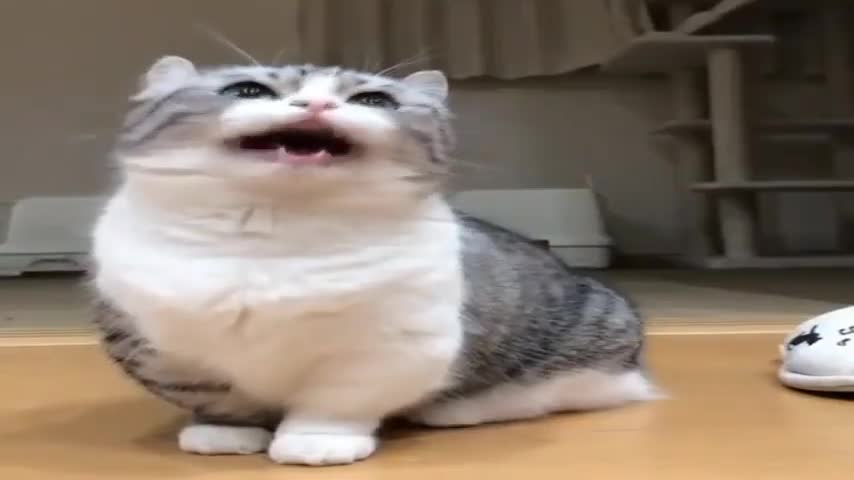 бананчики