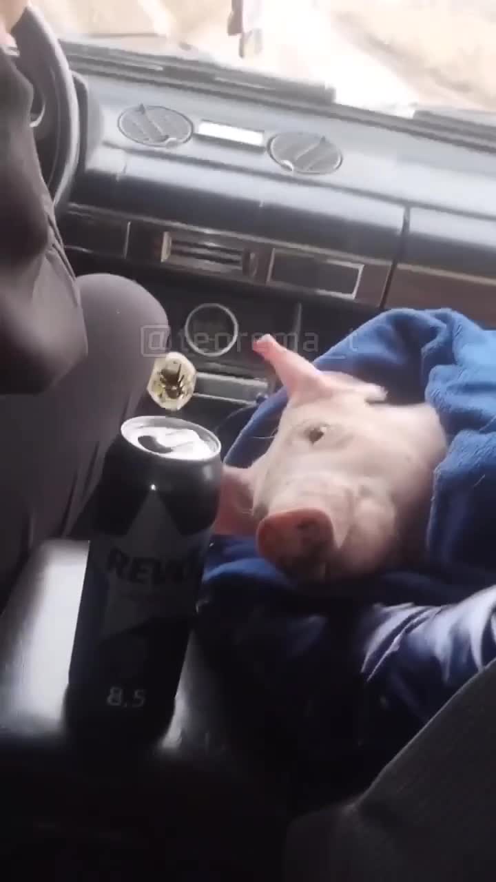 Районный прокурор)