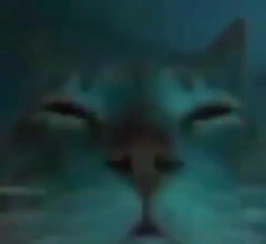 cat lights 