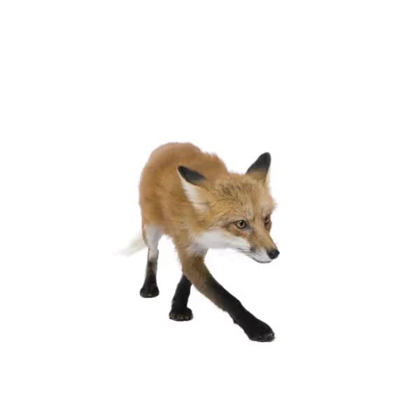 Fox bleeh